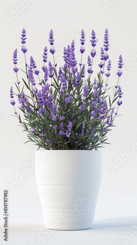 Wallpaper of Flowers. Simple Flowerpot Lavender Plants for Home Decor. Lavender Flowers in a Pot with White Background