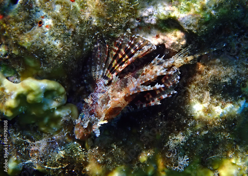 Close up of juvenile Lion fish, its scientific name is Pterois miles, belongs to the family Scorpaenidae. The fish has fins as spines which are extremely venomous