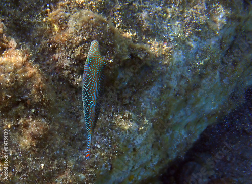 Pearl Toby coral fish, scientific name is Canthigaster margaritata. It belongs to family Tetraodontidae, Inhabitant of shallow parts of coral reefs, swims slowly and partially inflating its body