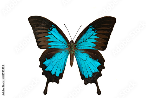 Papilio ulysses butterfly isolated on white background