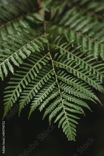 Beautiful green fern leaf