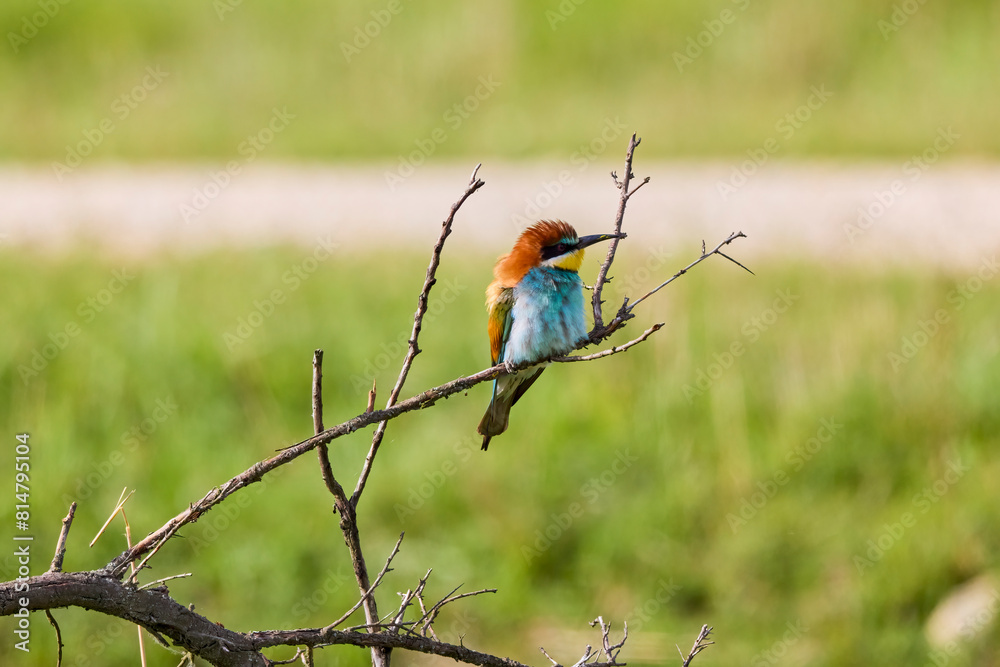 (Merops apiaster) standing on a tree branch (Merops apiaster) standing on a tree branch