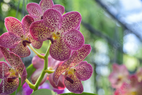 orchid on a green background © Tongsai Tongjan