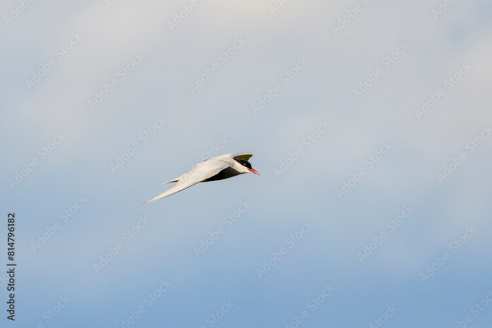 (Sterna Hirundo) in flight in the blue sky. (Sterna Hirundo) in flight in the blue sky.