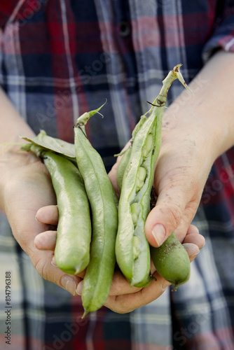 Hands holding freshly harvested pea pods photo