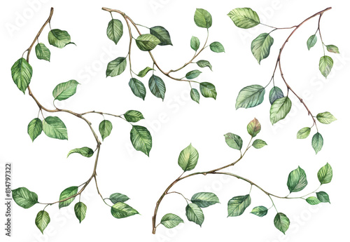 Detailed realistic green ivy leaves on twigs isolated on white background. Watercolor hand painted botany. Green stem set