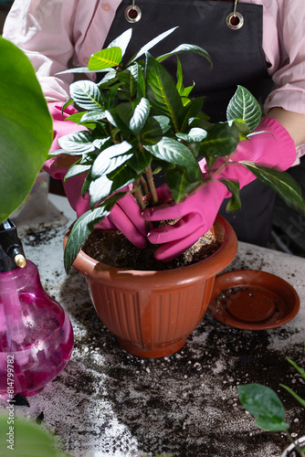 A lady with purple gloves is planting a flower in a flowerpot, a terrestrial plant with violet petals, as a houseplant. The flowering annual plant is being carefully nurtured