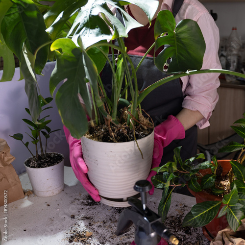 A lady in pink gloves is holding a flowerpot with a beautiful houseplant. The terrestrial plant looks like a piece of art, adding life to the garden
