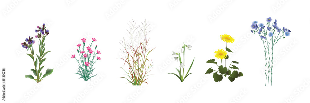 Obraz premium Lungwort, fild carnation (dianthus campestris), switchgrass twig-like (Panicum virgatum), galanthus, doronicum, blue flax. Beautiful wild plants realistic drawings set isolated on a white background.