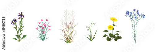 Lungwort, fild carnation (dianthus campestris), switchgrass twig-like (Panicum virgatum), galanthus, doronicum, blue flax. Beautiful wild plants realistic drawings set isolated on a white background.
