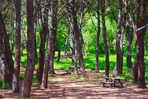 Picnic area with benches and tables in the Dehesa del Sotillo Recreational Area, in Villaviciosa de Odón, Madrid (Spain). photo