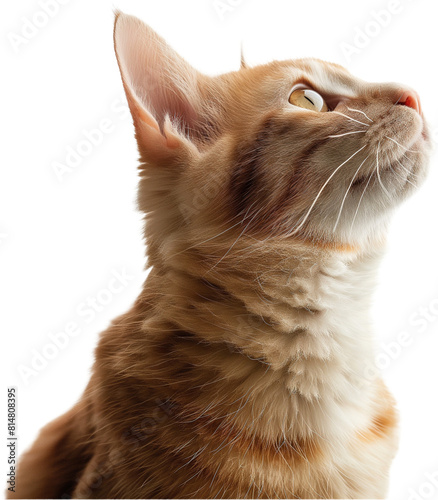 A close-up profile of an orange tabby cat looking upwards.
