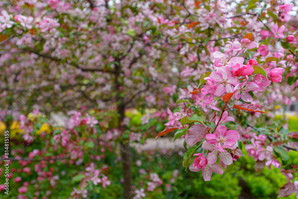 Blooming apple orchard. Pink apple tree flowers. Blooming apple orchard. Pink apple tree flowers.