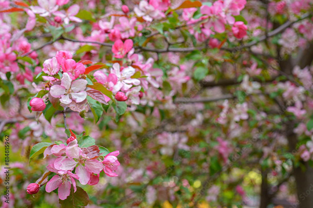 Blooming apple orchard. Pink apple tree flowers. Blooming apple orchard. Pink apple tree flowers.