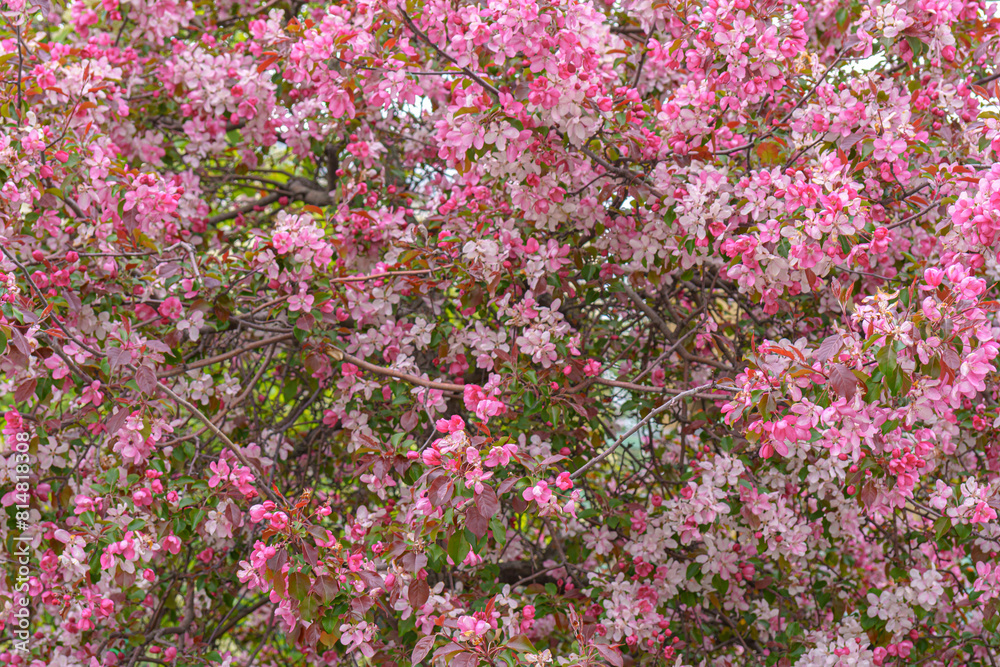 Blooming apple orchard. Pink apple tree flowers. Blooming apple orchard. Pink apple tree flowers.