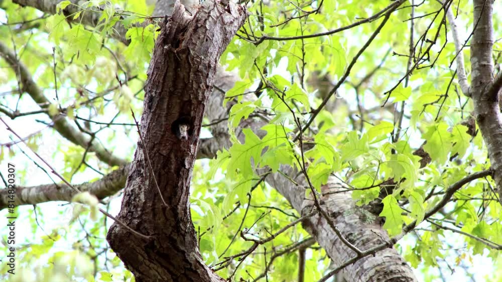 Red-bellied Woodpecker Returns to Nest with Prey