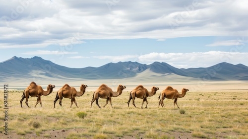 Camels as they traverse the steppe  their long necks bowed as they graze on sparse vegetation