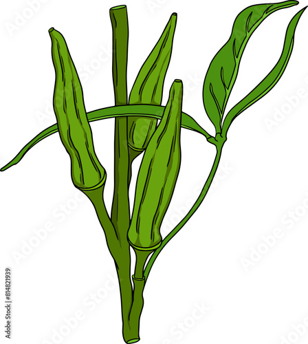 Hand drawn okra plants, Abelmoschus Esculentus. Vector colored eco healthy food.	