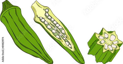 Hand drawn okra plants, Abelmoschus Esculentus. Vector colored eco healthy food.	