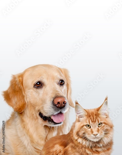 Portrait of a cat and dog looking at camera