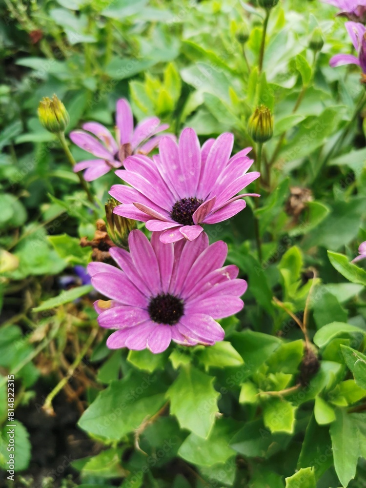 pink daisy in the garden pink daisy in the garden