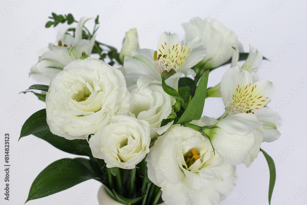 Flower, Plant, Dry flower, Flower pot, white background, still, Beautiful flower Flower, Plant, Dry flower, Flower pot, white background, still, Beautiful flower
