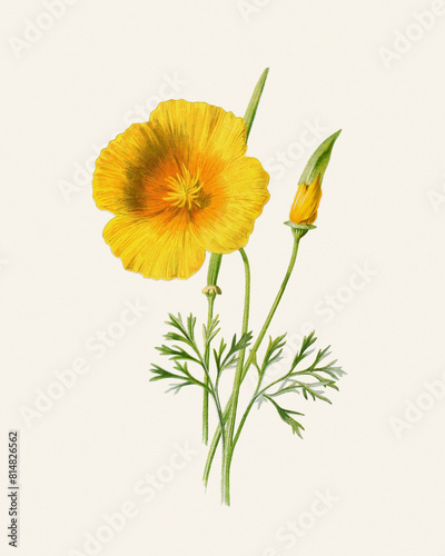 Flower illustration on a light beige background: Eschscholtzia photo