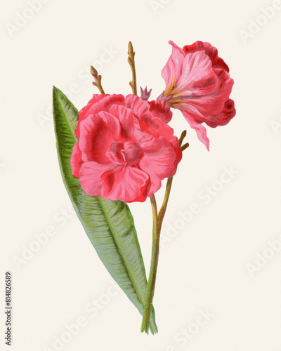 Flower illustration on a light beige background  Oleander