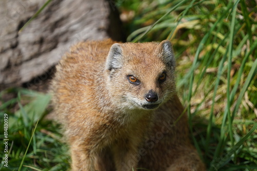 Photos Yellow mongoose