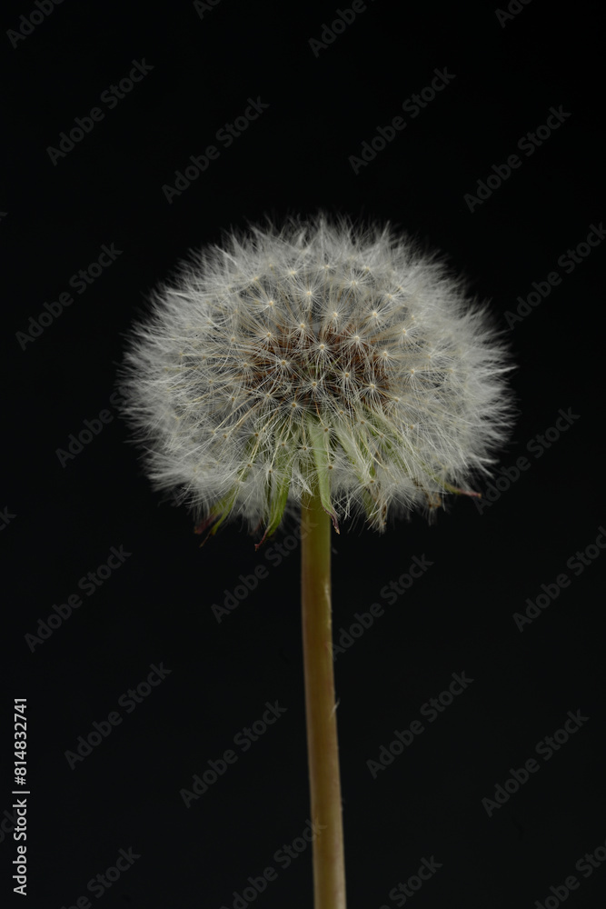 dandelion close-up on black background dandelion close-up on black background