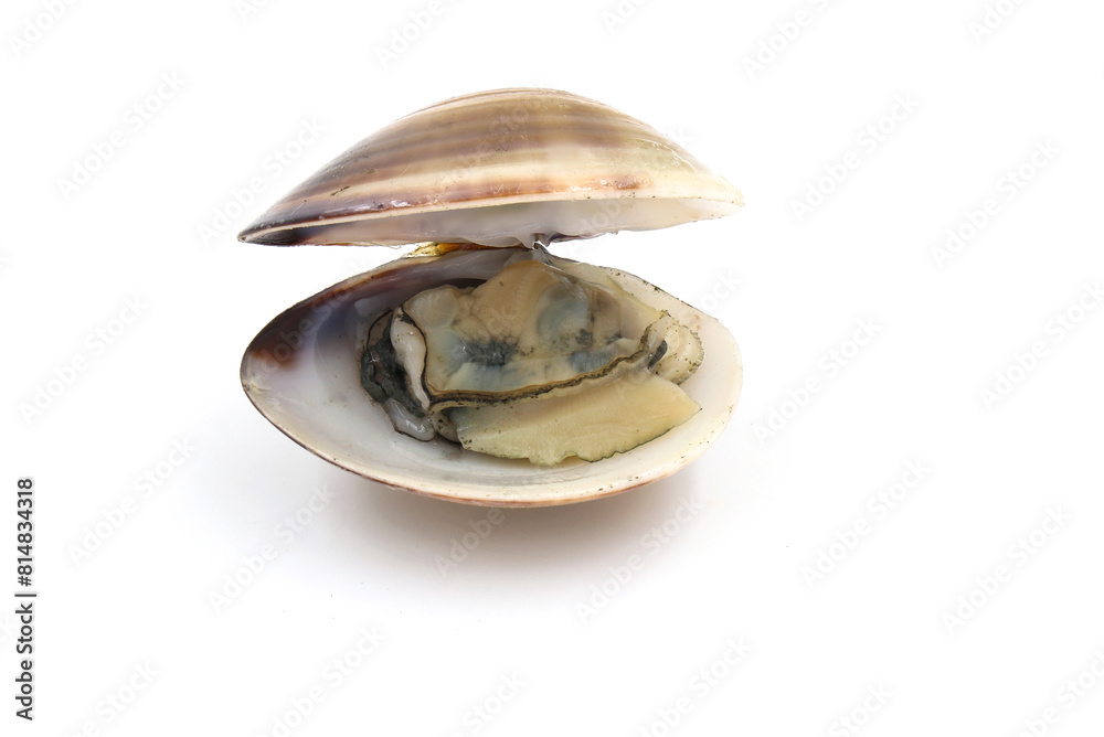 Closed up fresh baby clams, venus shell, shellfish, carpet clams, short necked clams, as raw food from the sea are the seafood ingredients. fresh clams isolated on white background. Closed up fresh baby clams, venus shell, shellfish, carpet clams, short necked clams, as raw food from the sea are the seafood ingredients. fresh clams isolated on white background.