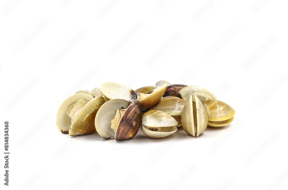 Closed up fresh baby clams, venus shell, shellfish, carpet clams, short necked clams, as raw food from the sea are the seafood ingredients. fresh clams isolated on white background. Closed up fresh baby clams, venus shell, shellfish, carpet clams, short necked clams, as raw food from the sea are the seafood ingredients. fresh clams isolated on white background.
