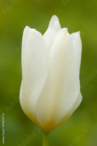 White tulip in spring in the garden, close up