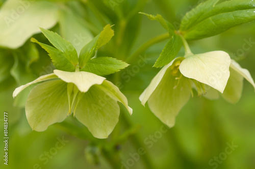 The common green hellebore flowers, close up shot