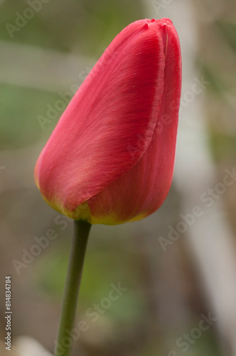 Red tulip in spring in the garden, close up