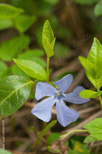 Flower of common periwinkle, lesser periwinkle, small-leaved periwinkle (Vinca minor)