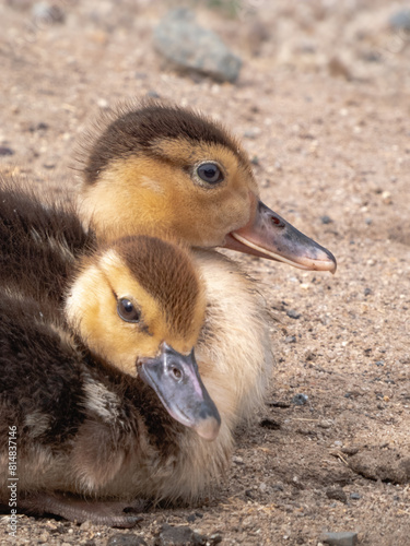 patos bebes