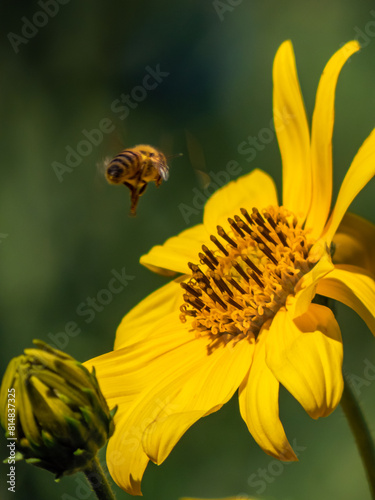 Abejas polinizando  photo