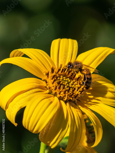 Abejas polinizando 