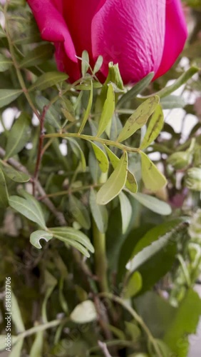 Pink rose flower (rosa lucieae), vertical revealing shot