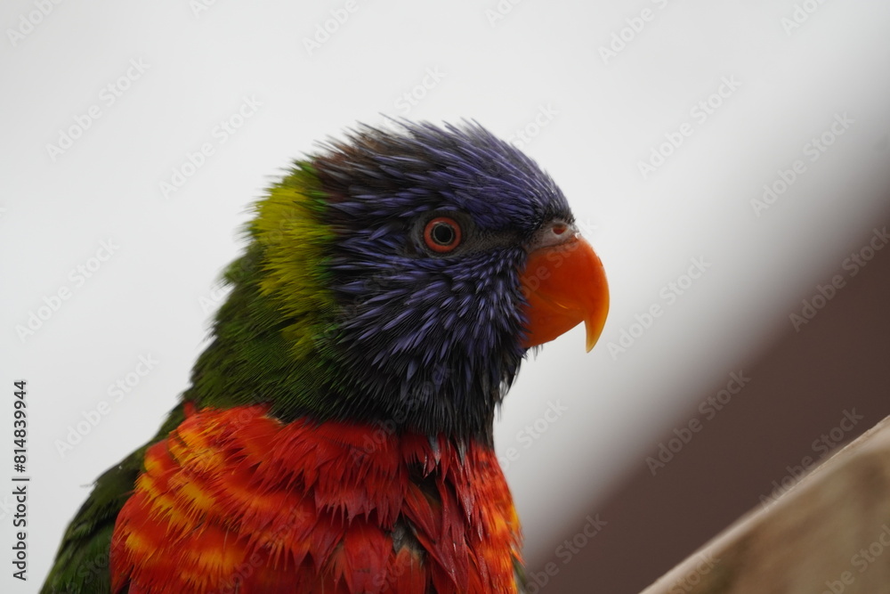 Naklejka premium Rainbow lorikeet