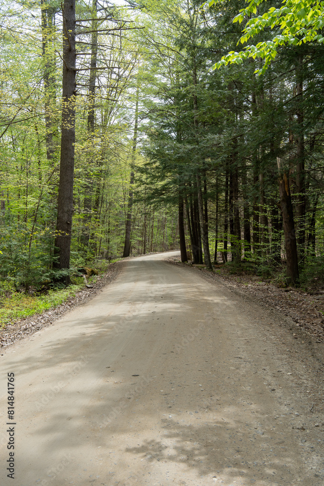 Fototapeta premium A dirt road in a forest with trees on both sides