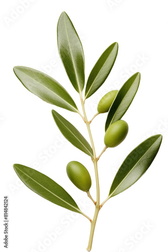 olive branch 