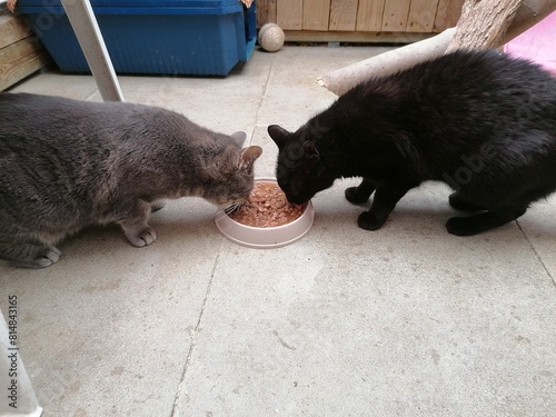 Two cats sit together in front of the food bowl and eat wet food together
