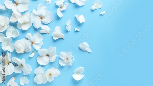 White petals of magnolia flower on blue background. photo