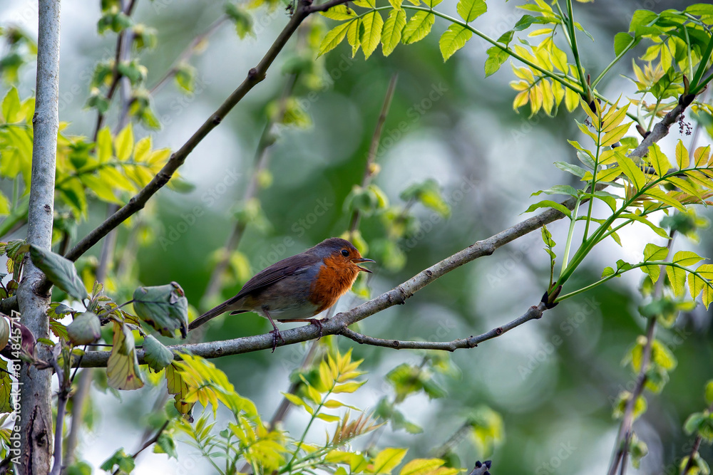 Fototapeta premium Robin perched on a branch singing.