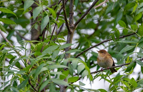 Iberian chiffchaff perched on a branch.