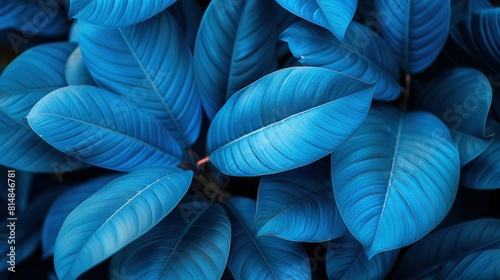   A close-up view of a blue plant with large  green leaves on its background