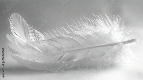   Black-and-white image of a feather on a white background with a pen at its center