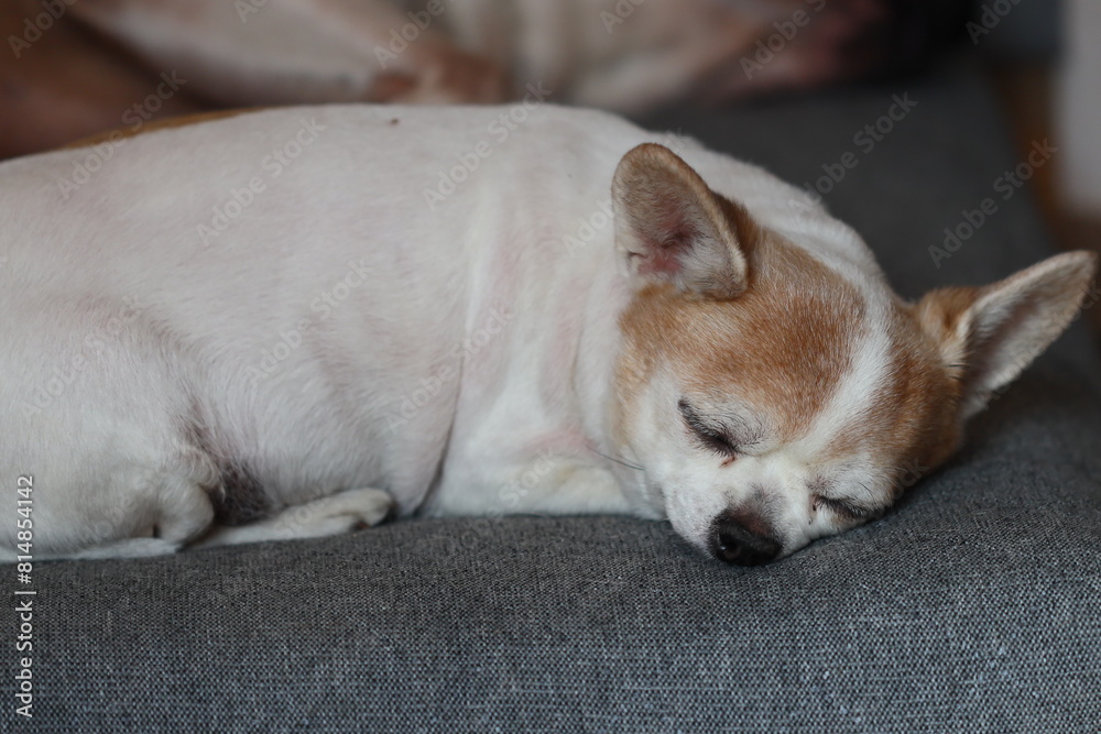 A small dog peacefully sleeping on a cozy couch. Perfect for pet lovers and home decor advertisements A small dog peacefully sleeping on a cozy couch. Perfect for pet lovers and home decor advertisements